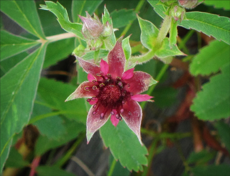 Adirondack Wildflowers:  Marsh Cinquefoil on Barnum Bog at the Paul Smiths VIC